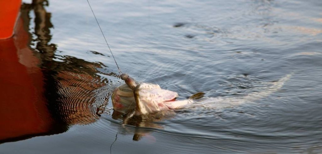 Best line for pike fishing