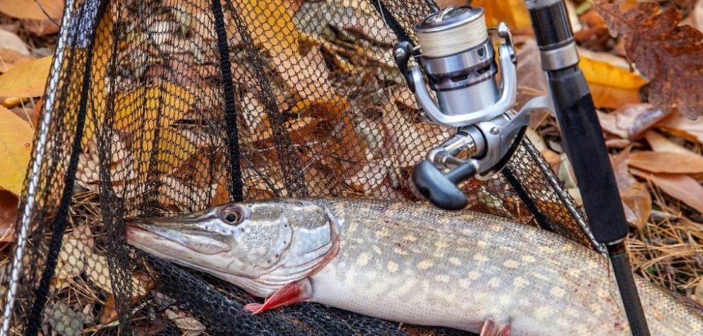 best rod and reel combos for pike fishing