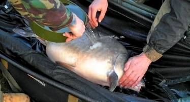 best carp fishing cradles
