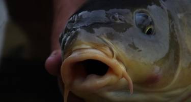 best carp care kit