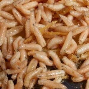 maggots maggots