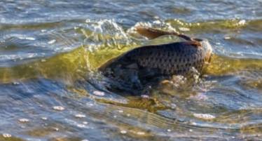 When do carp spawn uk