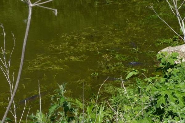 good conditions for spawning carp good conditions for spawning carp