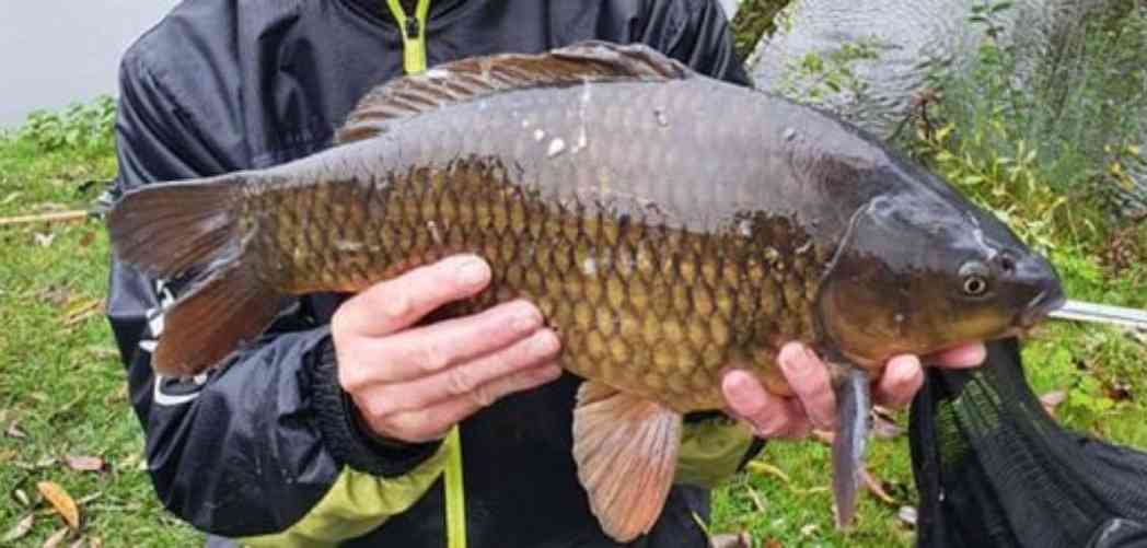 What is an F1 Carp