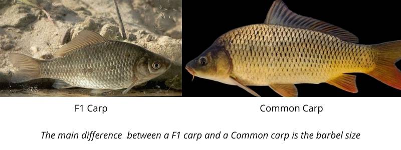 difference between f1 and other carp difference between f1 and other carp