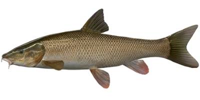what is coarse fishing - Barbel what is coarse fishing - Barbel