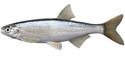 what is coarse fishing - Bleak what is coarse fishing - Bleak