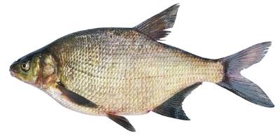 what is coarse fishing - Bream what is coarse fishing - Bream