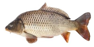 Carp (1)