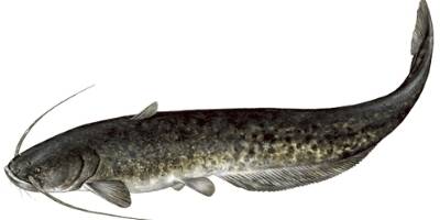 what is coarse fishing- wels catfish what is coarse fishing - wels catfish