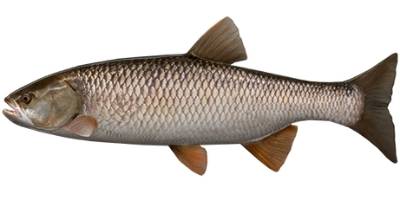 what is coarse fishing- chub what is coarse fishing- chub