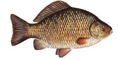 what is coarse fishing- crucian what is coarse fishing- crucian