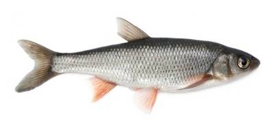 what is coarse fishing- dace what is coarse fishing- dace