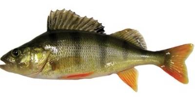 what is coarse fishing- perch what is coarse fishing- perch