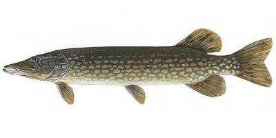 what is coarse fishing- pike what is coarse fishing- pike