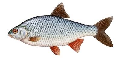 what is coarse fishing- roach what is coarse fishing- roach