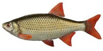 what is coarse fishing- rudd what is coarse fishing- rudd