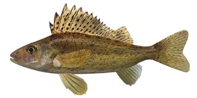 what is coarse fishing- ruffe what is coarse fishing- ruffe