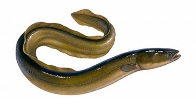 what is coarse fishing- eel what is coarse fishing- eel