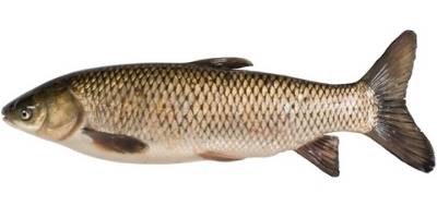 what is coarse fishing- grass carp what is coarse fishing- grass carp
