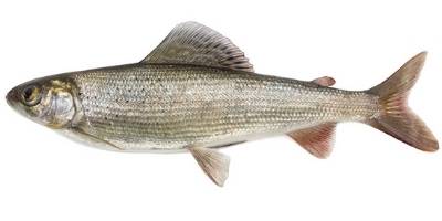 what is coarse fishing- grayling what is coarse fishing- grayling