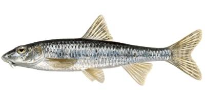 what is coarse fishing- gudgeon what is coarse fishing- gudgeon
