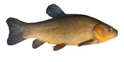 what is coarse fishing- tench what is coarse fishing- tench
