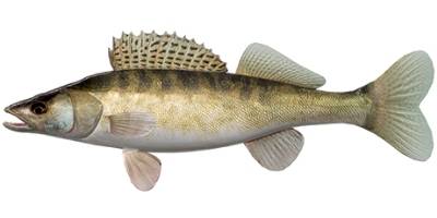what is coarse fishing- zander what is coarse fishing- zander