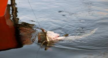 Best Lines for Pike Fishing